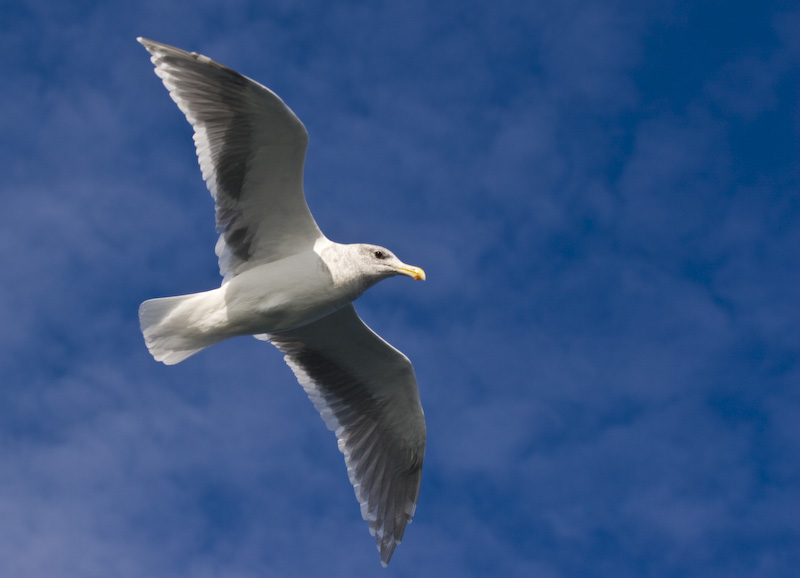 Glaucus-WInged Gull In Flight